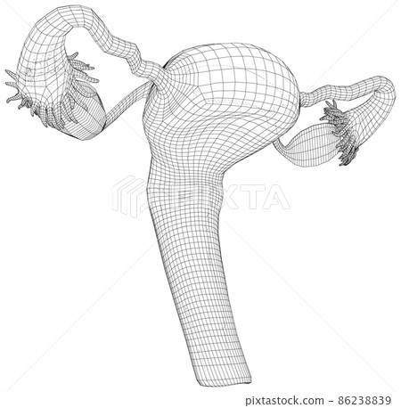 Reproductive system scheme on a white background. Technical Outline Drawing wire-frame. Vector rendering of 3d 86238839