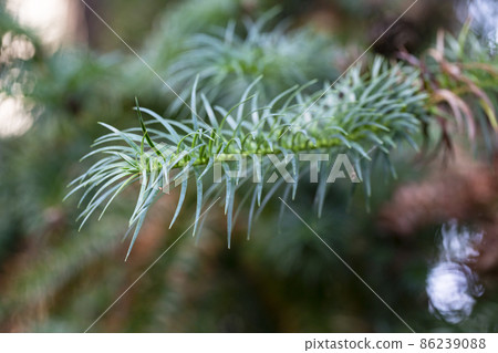 Young growing branches of Cossack juniper Juniperus sabina Selective focus. Young growing branches of Cossack juniper Juniperus sabina Selective focus. 86239088