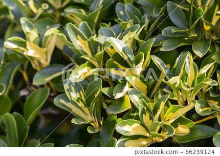 Wintercreeper Emerald Gaiety - Latin name - Euonymus fortunei Emerald Gaiety Wintercreeper Emerald Gaiety - Latin name - Euonymus fortunei Emerald Gaiety 86239124