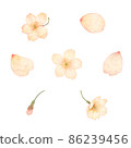 水彩風格櫻花零件 86239456