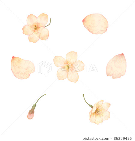 Watercolor style cherry blossom parts Watercolor style cherry blossom parts 86239456