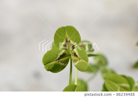 Dutch clover Dutch clover 86239488