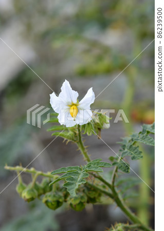 Sticky nightshade 86239500