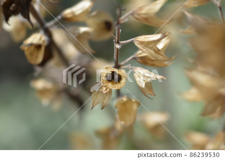 Common sage Common sage 86239530