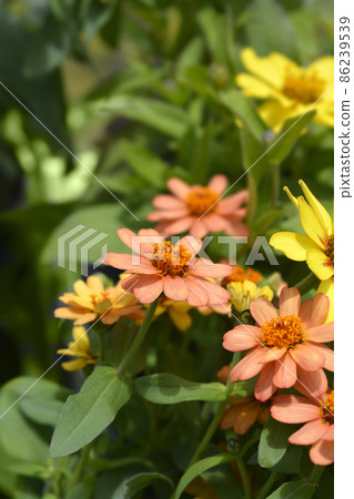 Common zinnia Common zinnia 86239539