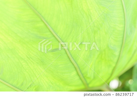 Taro leaf up Taro leaf up 86239717