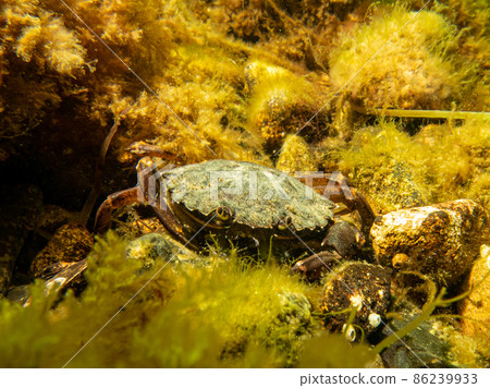 A close-up picture of a crab on the sea floor A close-up picture of a crab on the sea floor 86239933
