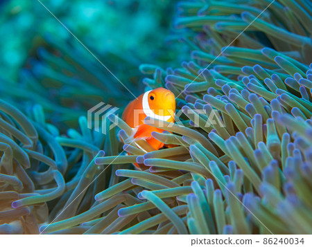 小丑anemonefish 86240034