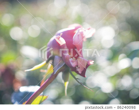 Tokyo Jindai Botanical Garden, the world of brilliant roses [flowers and plants] 86240098