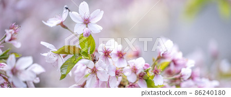 櫻花 櫻 台灣 阿里山 景點 Pink sakura alishan 桜 さくら 櫻花 櫻 台灣 阿里山 景點 Pink sakura alishan 桜 さくら 86240180