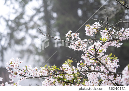 櫻花 櫻 台灣 阿里山 景點 Pink sakura alishan 桜 さくら 櫻花 櫻 台灣 阿里山 景點 Pink sakura alishan 桜 さくら 86240181