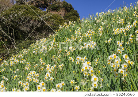 Narcissus herd that fills the slope Ezuki Narcissus Road Kyonan Town, Chiba Prefecture Narcissus herd that fills the slope Ezuki Narcissus Road Kyonan Town, Chiba Prefecture 86240560