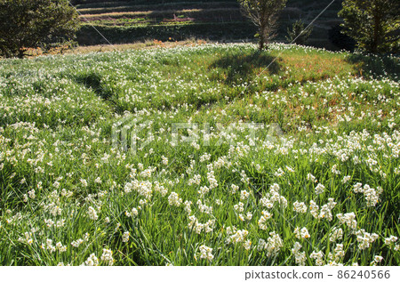 千葉縣京南町 華麗的水仙花群 Ezuki Narcissus Road 86240566