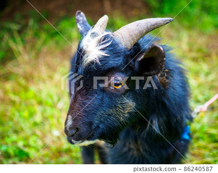 山羊 山羊 86240587