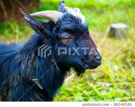 Goat Goat 86240589