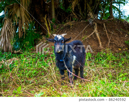 山羊 山羊 86240592