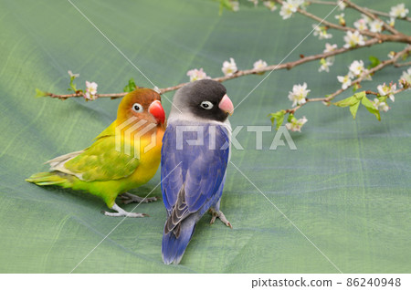 按鈕軟木塞 86240948