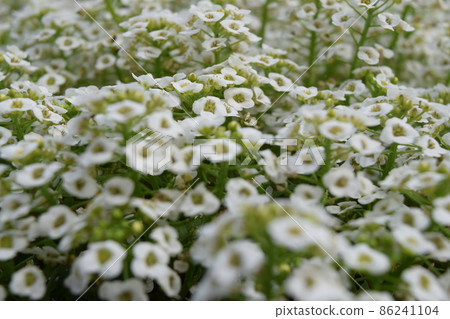 甜alicantum 甜alicantum 86241104