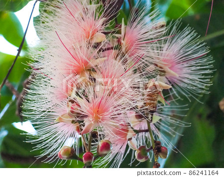 Barringtonia racemosa just before it falls early in the morning Barringtonia racemosa just before it falls early in the morning 86241164
