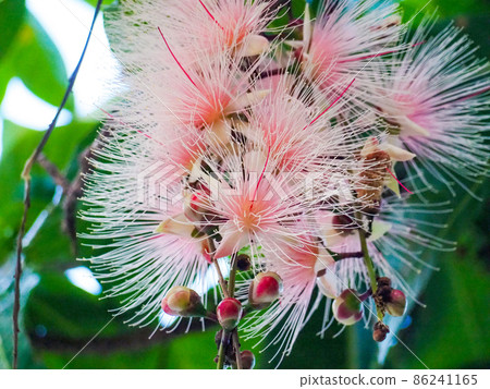 Barringtonia racemosa just before it falls early in the morning Barringtonia racemosa just before it falls early in the morning 86241165