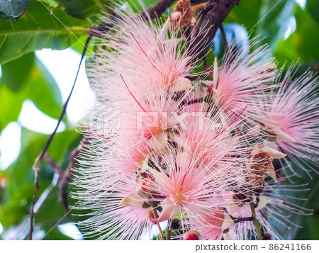 Barringtonia racemosa just before it falls early in the morning 86241166