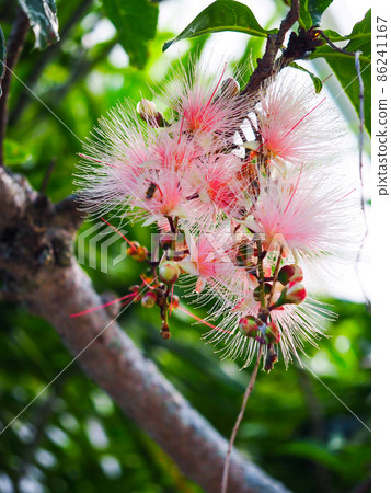 Barringtonia racemosa just before it falls early in the morning 86241167
