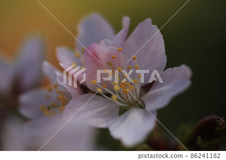 Cherry Blossoms   86241182