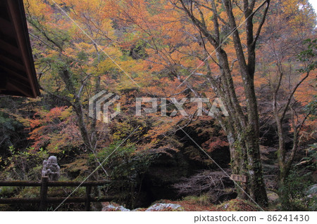 Kochi Prefecture Autumn Nakatsu Gorge Seven Lucky Gods Fukurokuju 86241430