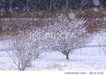 Snow falling on trees 86241456