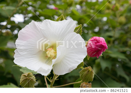由紅變白的隨風遊花 由紅變白的隨風遊花 86241521