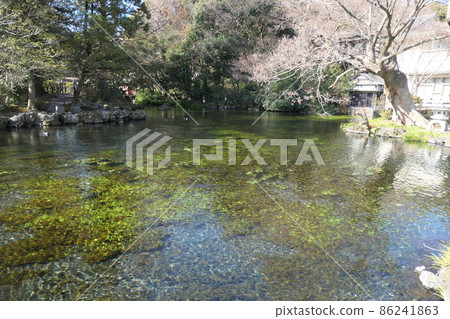 春天的春天池塘 春天的春天池塘 86241863