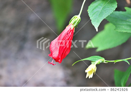 Red Confederate rose flower (Autumn) Red Confederate rose flower (Autumn) 86241926
