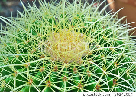 Cactus with dangerous thorns (golden barrel) (autumn) 86242094