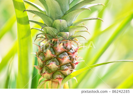 溫室裡的小菠蘿果實（秋季） 86242285