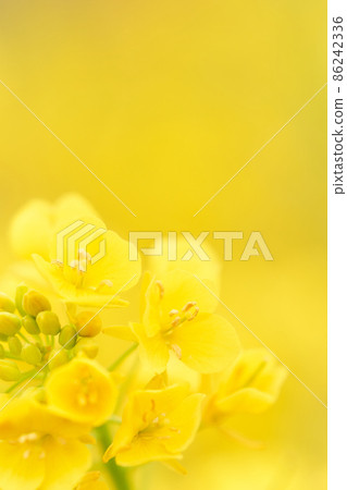 油菜花瓣特寫 86242336