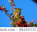 White-eye in fine weather 86243115