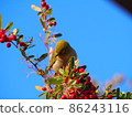 White-eye in fine weather 86243116