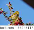 White-eye in fine weather 86243117