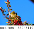 White-eye in fine weather 86243119