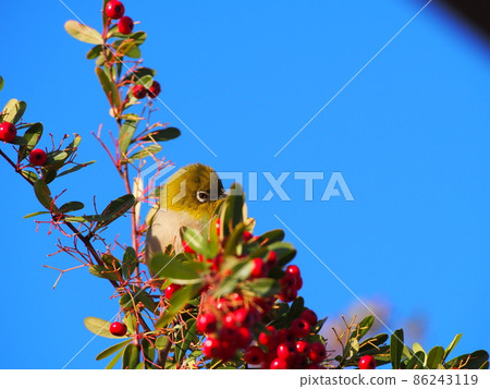 White-eye in fine weather 86243119