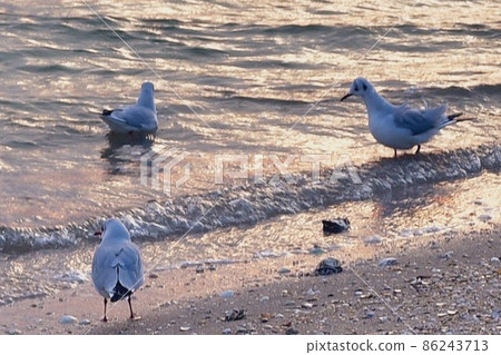 Seagull at dusk in winter 86243713