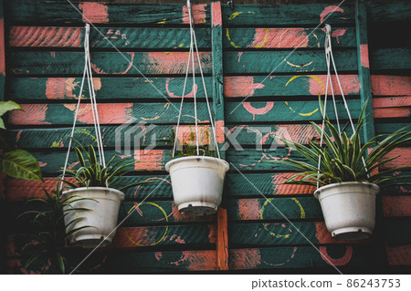 Hanging pots of ornamental plants mounted on a wall Hanging pots of ornamental plants mounted on a wall 86243753
