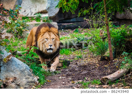 Lion in jungle forest in nature Lion in jungle forest in nature 86243940