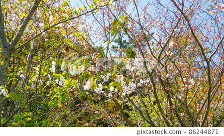鹿島公園內盛開的迷人櫻花 86244871