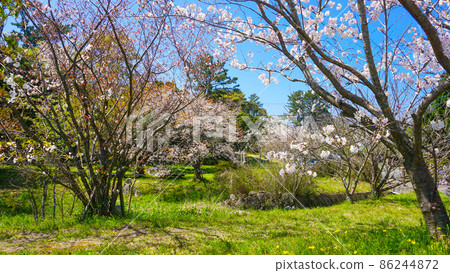 Bewitching cherry blossoms blooming in the park of Shikajima Bewitching cherry blossoms blooming in the park of Shikajima 86244872