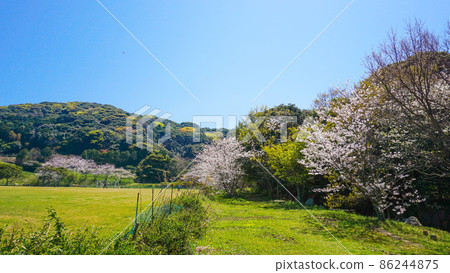 鹿島公園內盛開的迷人櫻花 鹿島公園內盛開的迷人櫻花 86244875