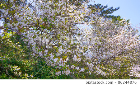 鹿島公園內盛開的迷人櫻花 鹿島公園內盛開的迷人櫻花 86244876