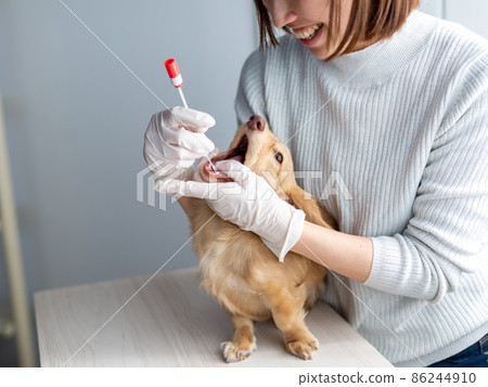 Pet dog care genetic test Pet dog care genetic test 86244910