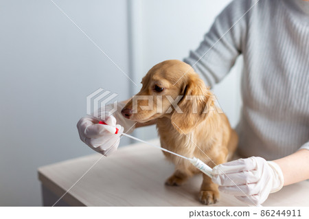 Pet dog care genetic test 86244911