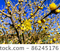 Wax plum and blue sky 86245176